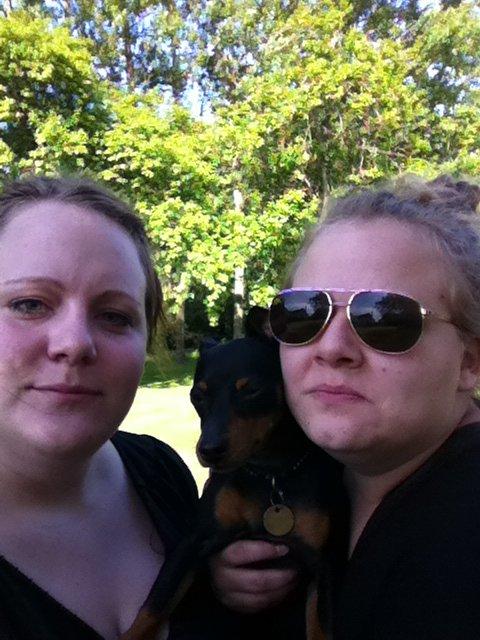 Dvaergpinscher Lady - Det er altså bare så kedeligt når der skal tages billeder..  billede 13