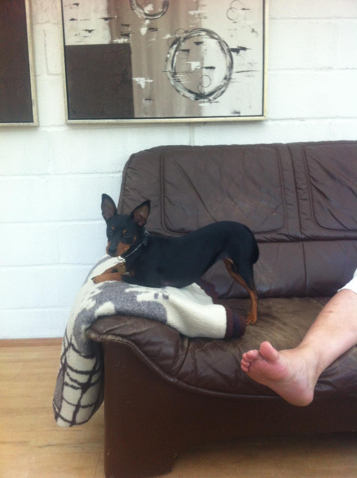 Dvaergpinscher Lady - Lettere tosset er jeg også! billede 14