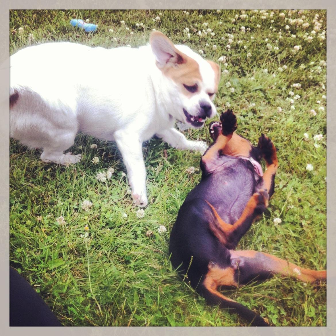 Dvaergpinscher Lady - Mormors hund leger jeg også med. billede 16