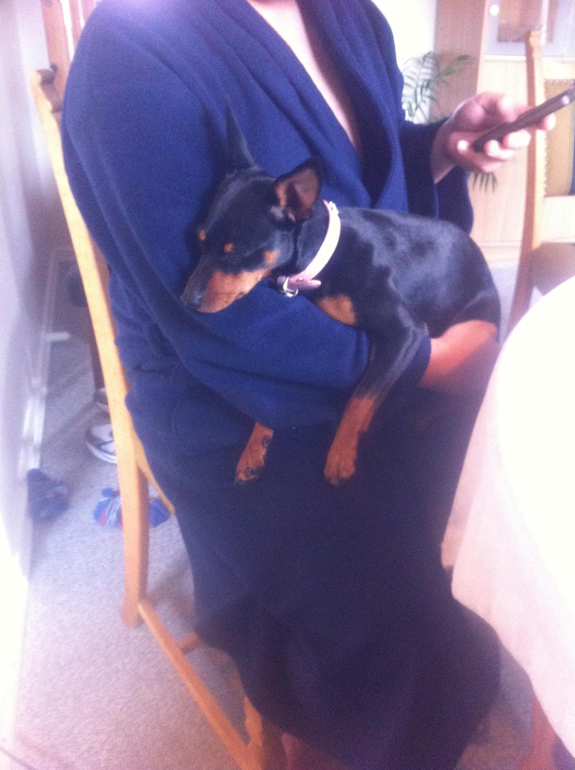 Dvaergpinscher Lady - Man kan jo pludselig blive træt.. haha billede 2