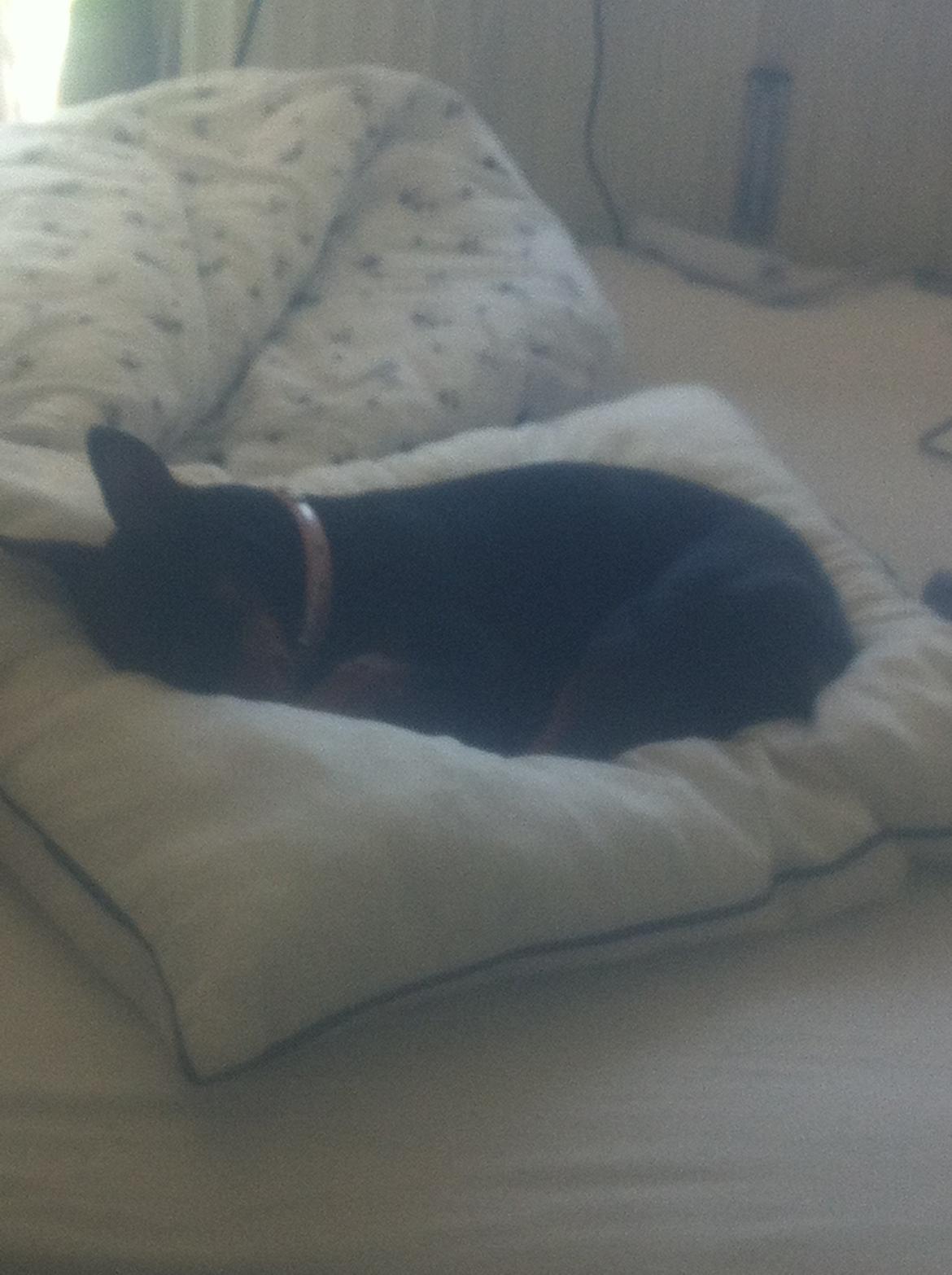 Dvaergpinscher Lady - ZzzzzZZzzzzZ billede 17