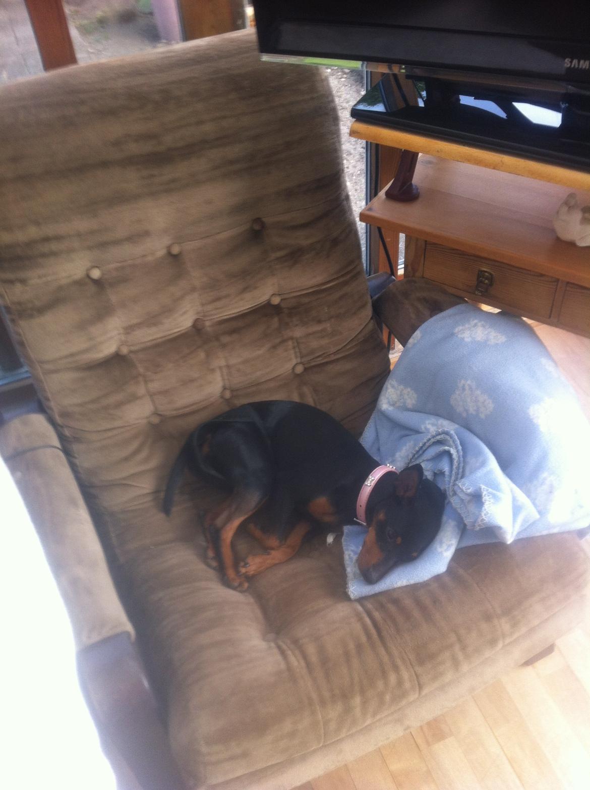 Dvaergpinscher Lady - Tosse ;)  billede 19