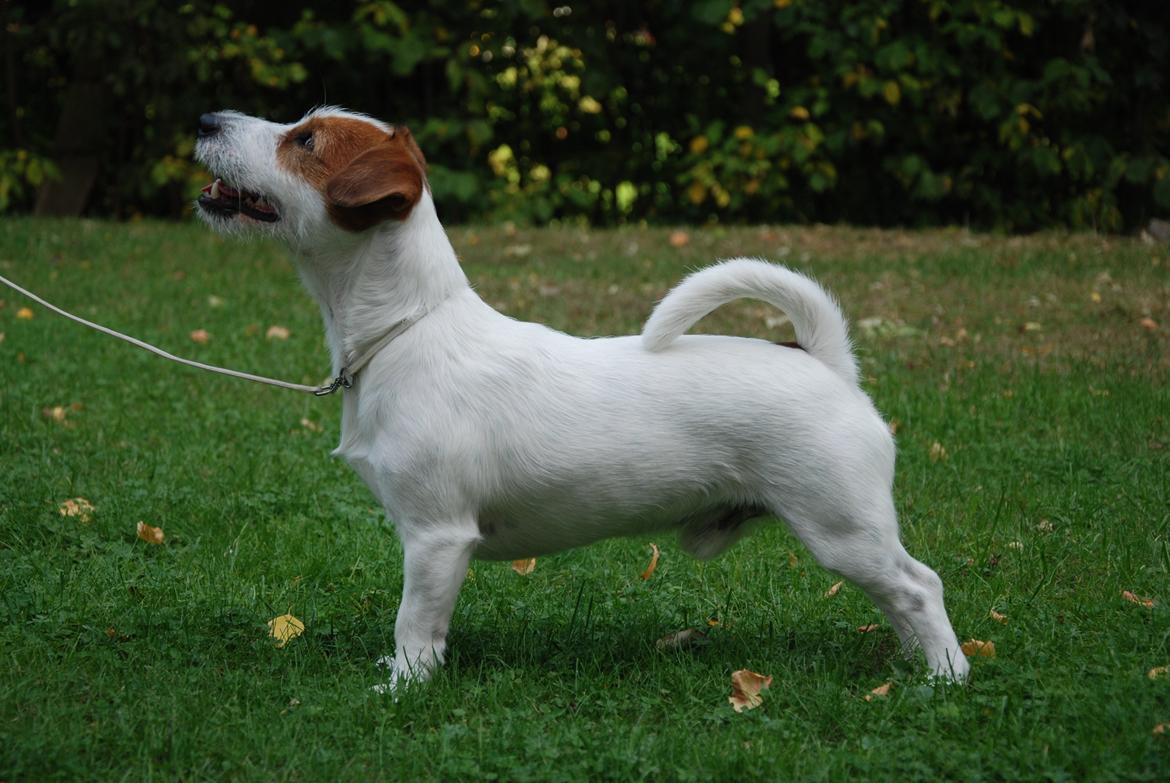 Jack russell terrier Kajsenborg's Jack Sparrow billede 2
