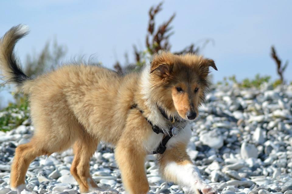 Collie langhåret Ebony Moor´s Charismatic Cato - Ebony Moor´s Charismatic Cato d. 07.09.2013
14 uger gammel. billede 32