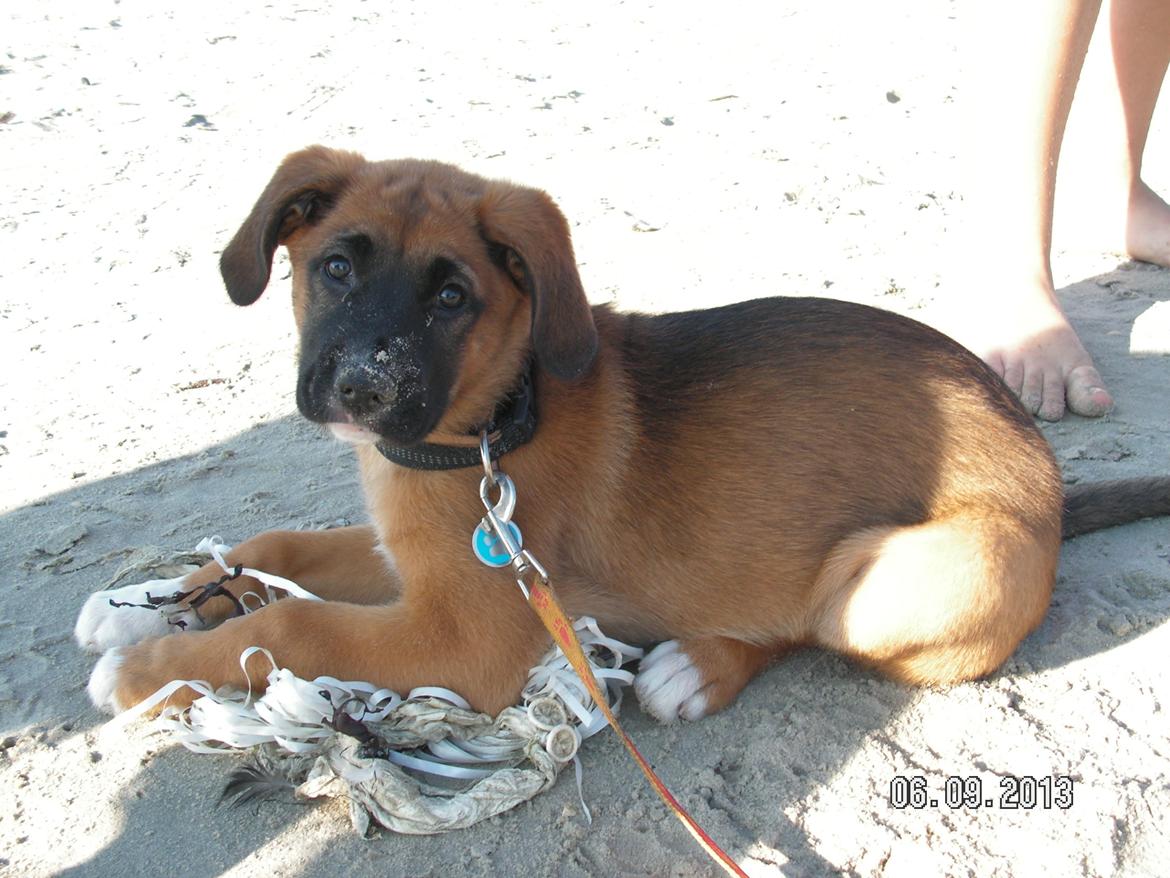 Blanding af racer Bertha - Bertha på stranden for første gang billede 5