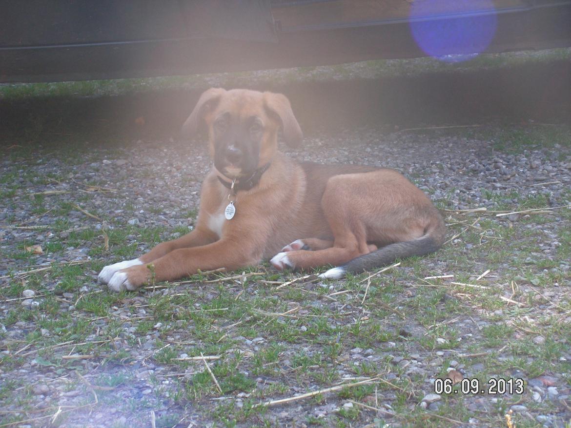 Blanding af racer Bertha billede 8