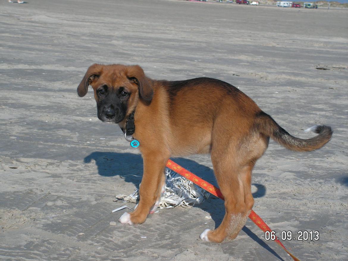 Blanding af racer Bertha billede 7