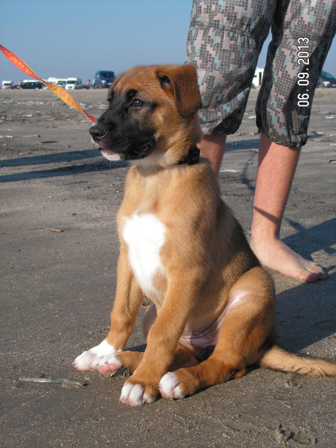 Blanding af racer Bertha billede 11