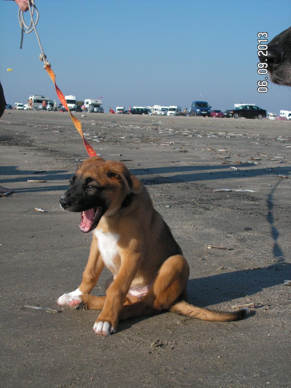 Blanding af racer Bertha billede 16