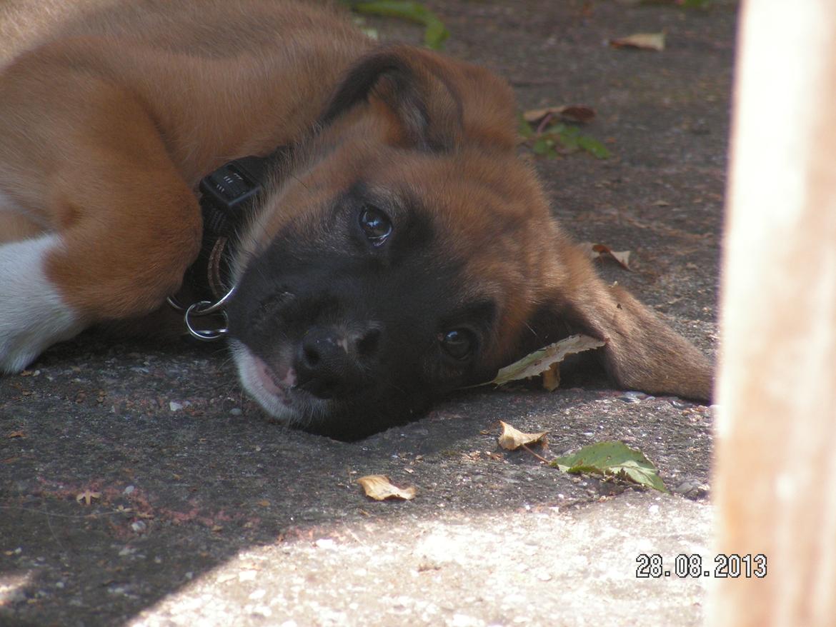 Blanding af racer Bertha billede 3