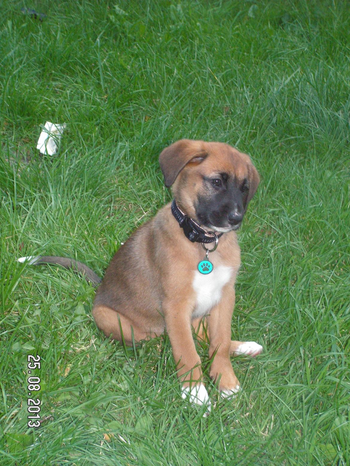 Blanding af racer Bertha - Lige da vi havde fået hende hjem billede 6