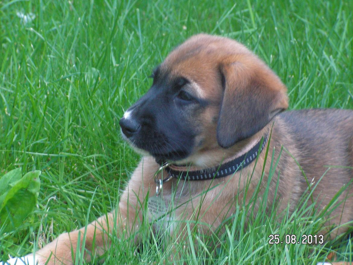 Blanding af racer Bertha - Bertha den dag vi fik hende hjem.  billede 10