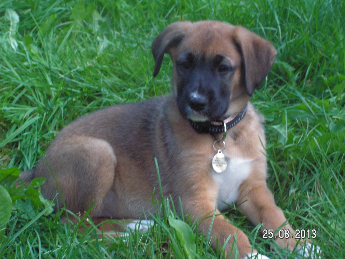 Blanding af racer Bertha billede 17