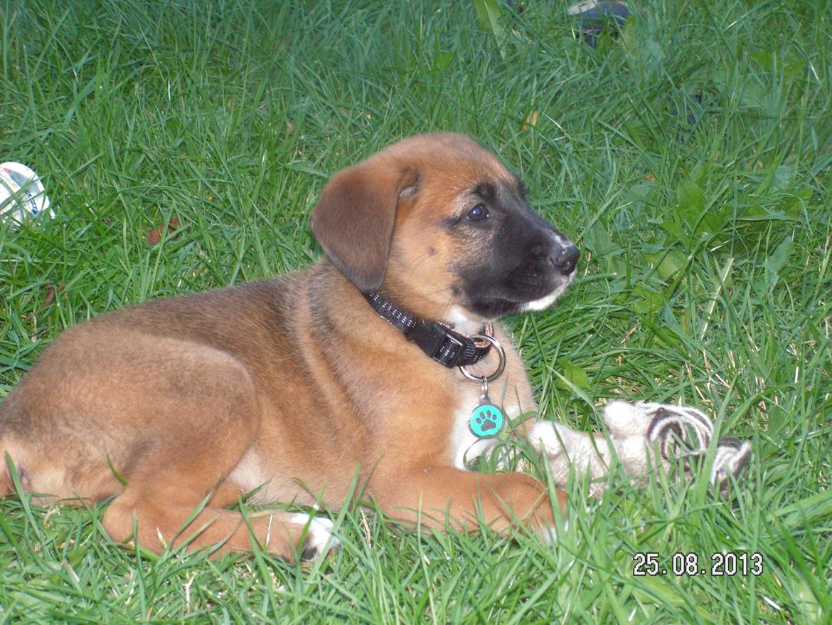 Blanding af racer Bertha - Som hvalp... billede 22