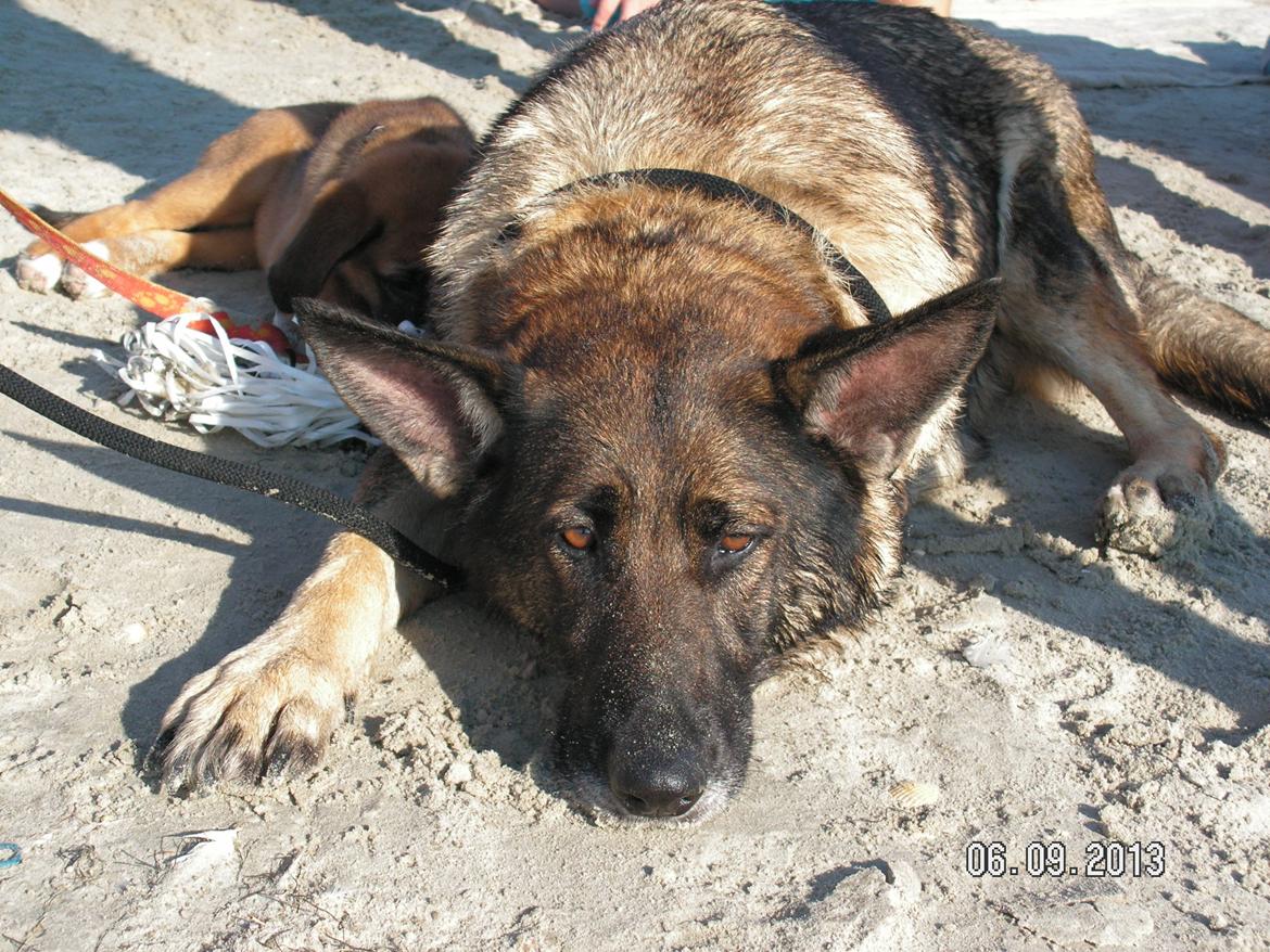 Schæferhund Kweo's Porsche billede 25