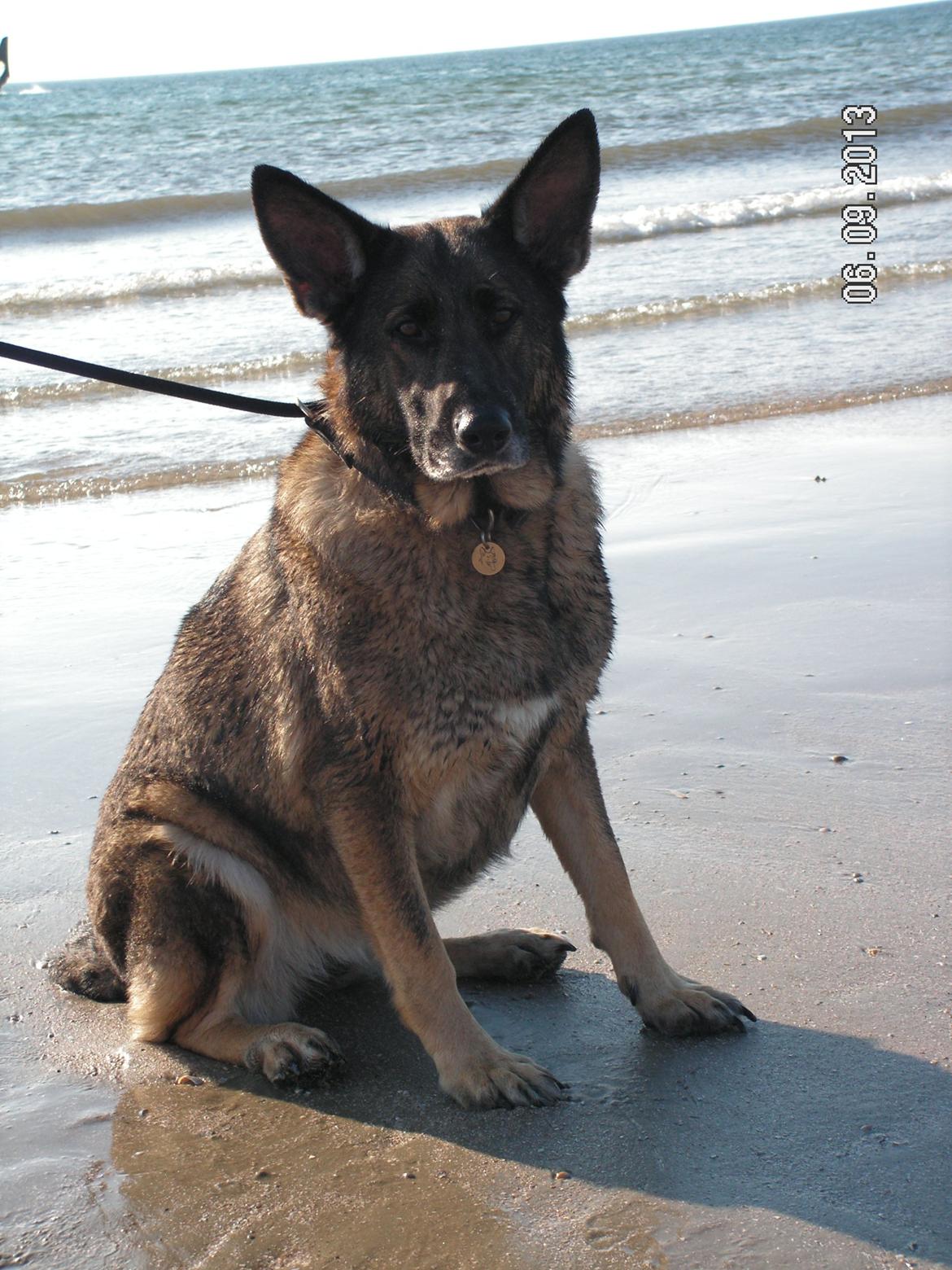 Schæferhund Kweo's Porsche billede 26