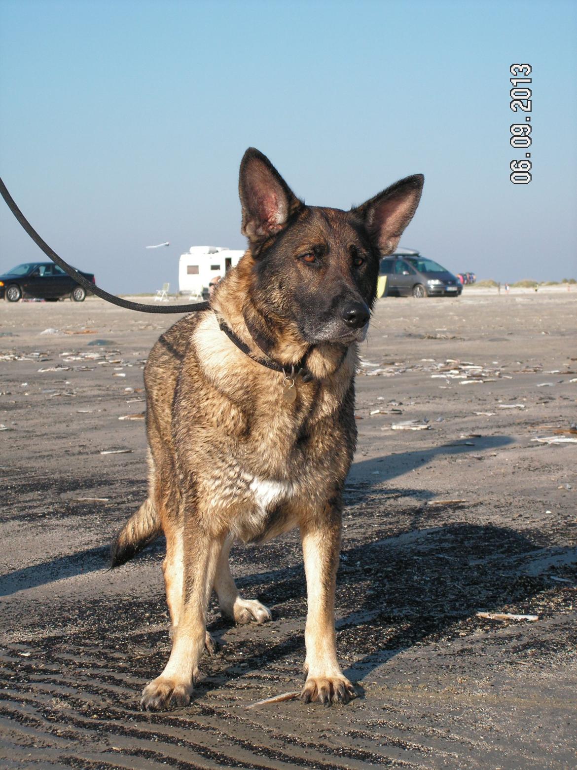 Schæferhund Kweo's Porsche - På stranden - september 2013 billede 15