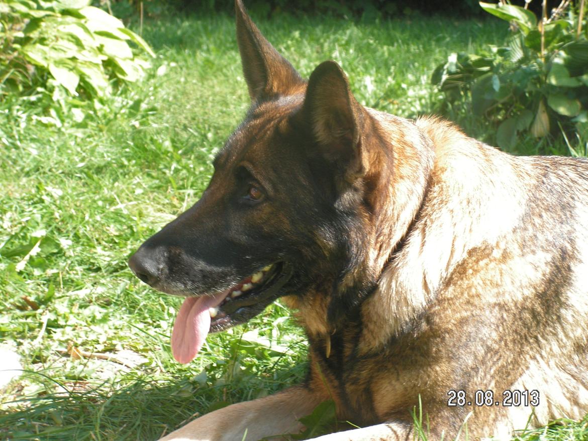 Schæferhund Kweo's Porsche billede 27