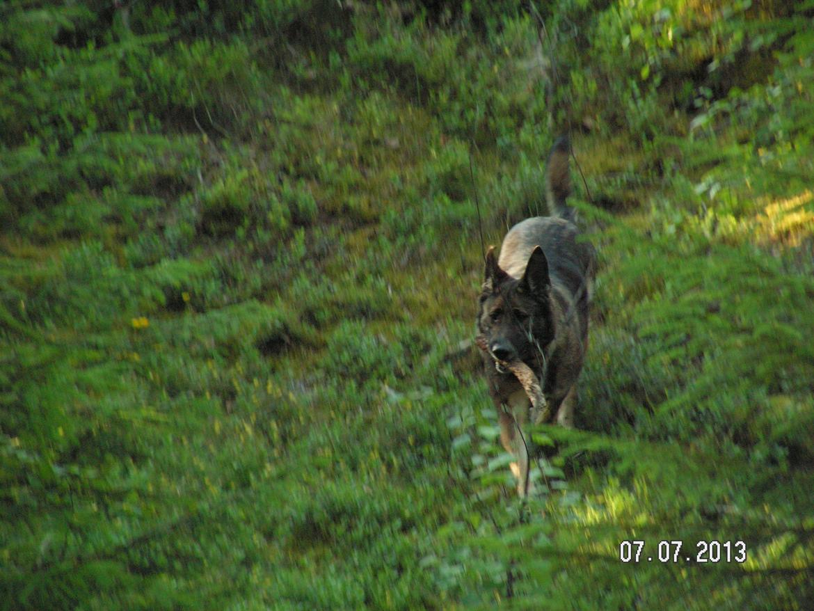 Schæferhund Kweo's Porsche - Porsche i Sverige 2013 billede 28