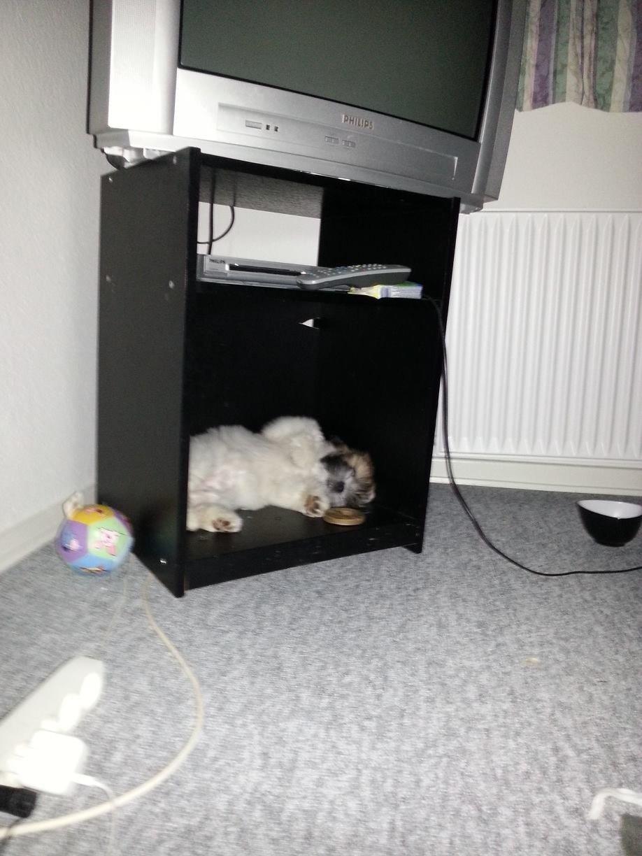 Lhasa apso Bibi Friis  billede 11