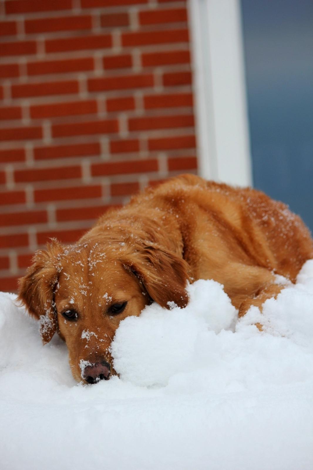 Golden retriever Karla billede 9
