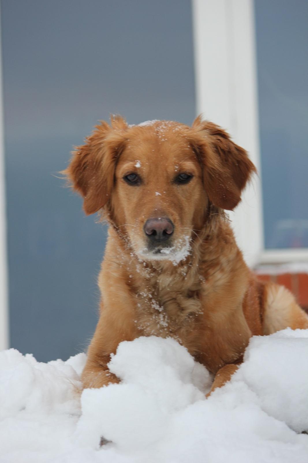 Golden retriever Karla billede 10