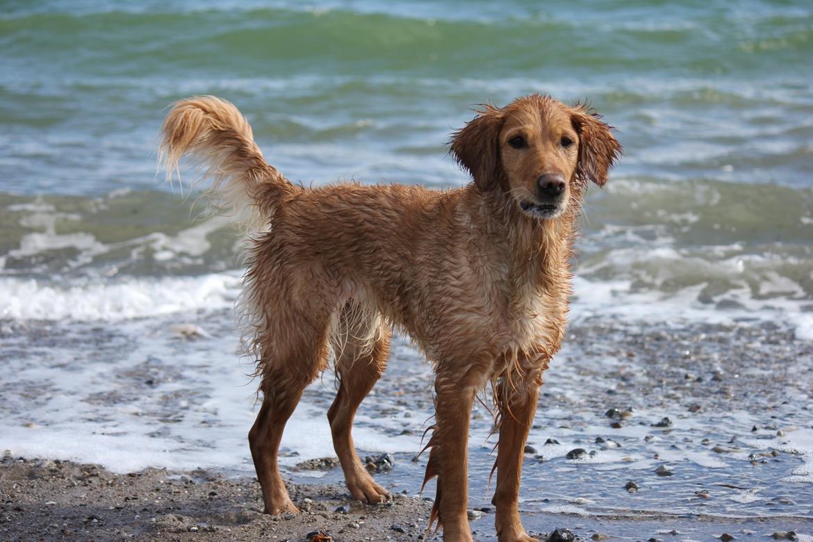 Golden retriever Karla billede 11