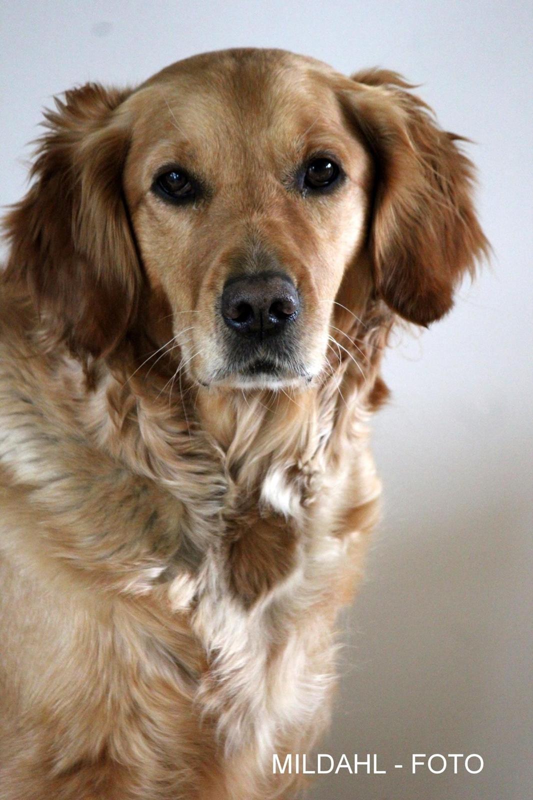 Golden retriever Karla billede 12