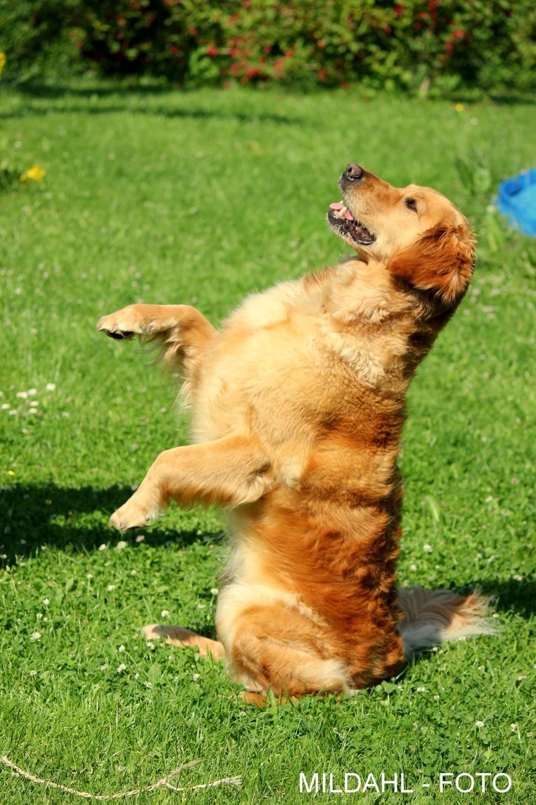 Golden retriever Karla billede 13