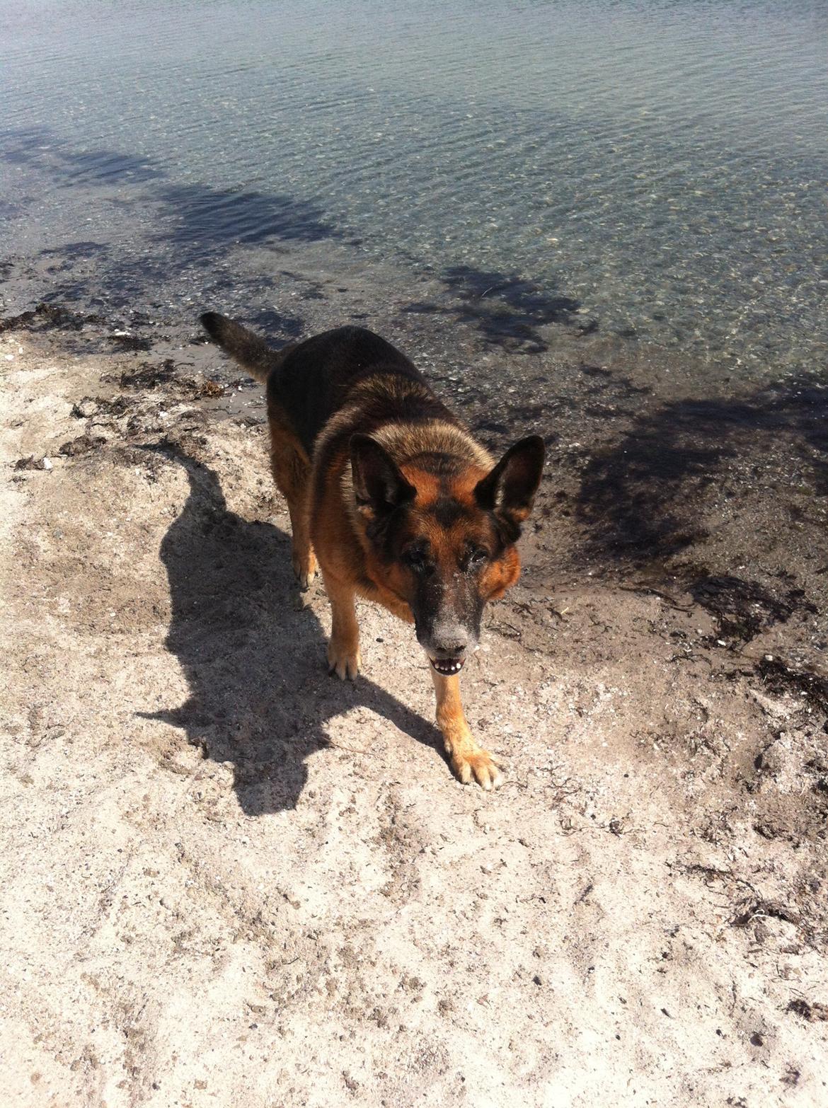 Schæferhund Carlos billede 3