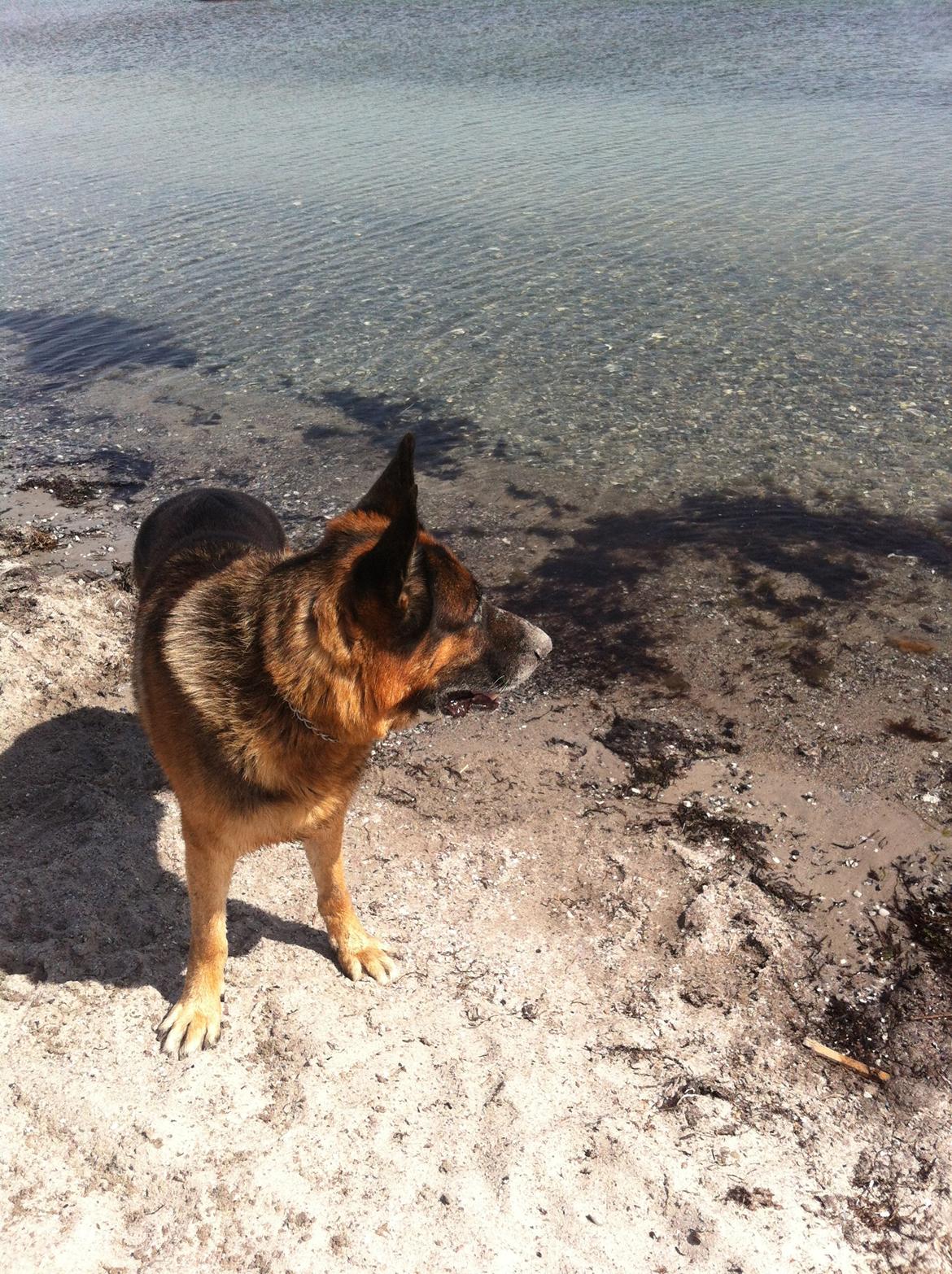 Schæferhund Carlos billede 2