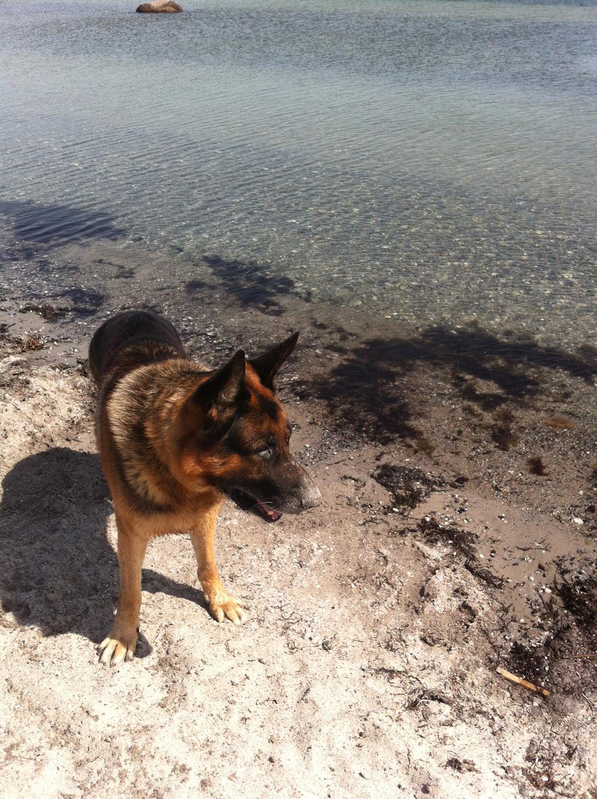 Schæferhund Carlos billede 4