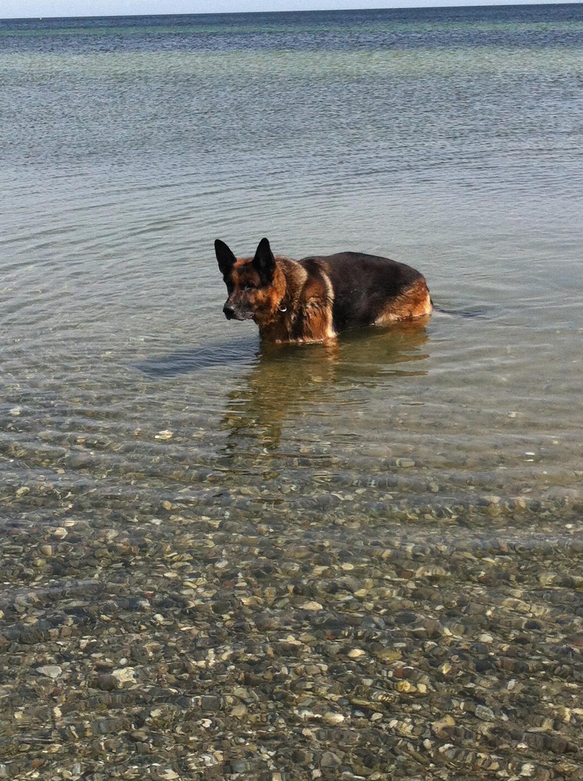 Schæferhund Carlos billede 1