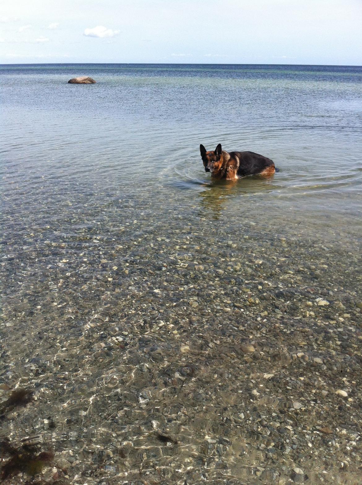 Schæferhund Carlos billede 5