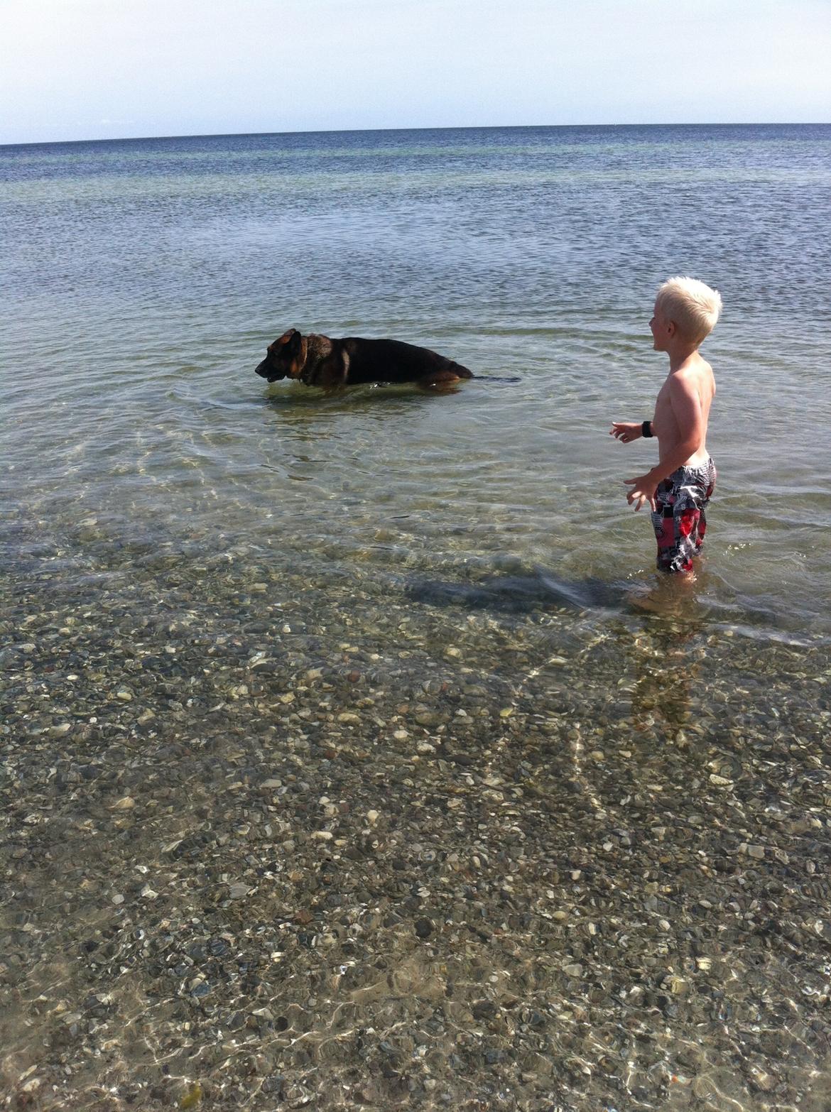 Schæferhund Carlos billede 6