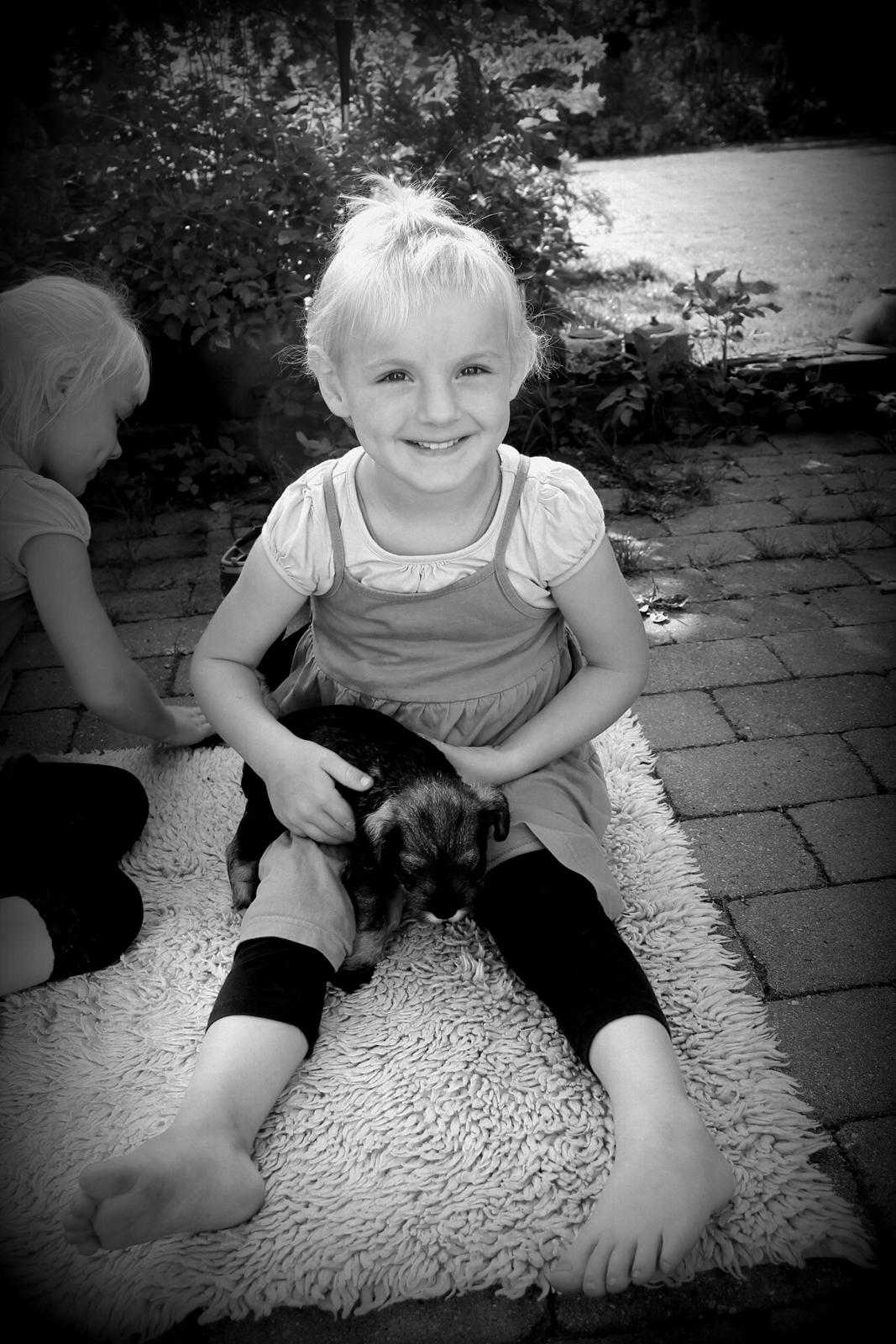 Dvaergschnauzer Anton - Anton 40 dage gammel og Musen... <3 billede 23