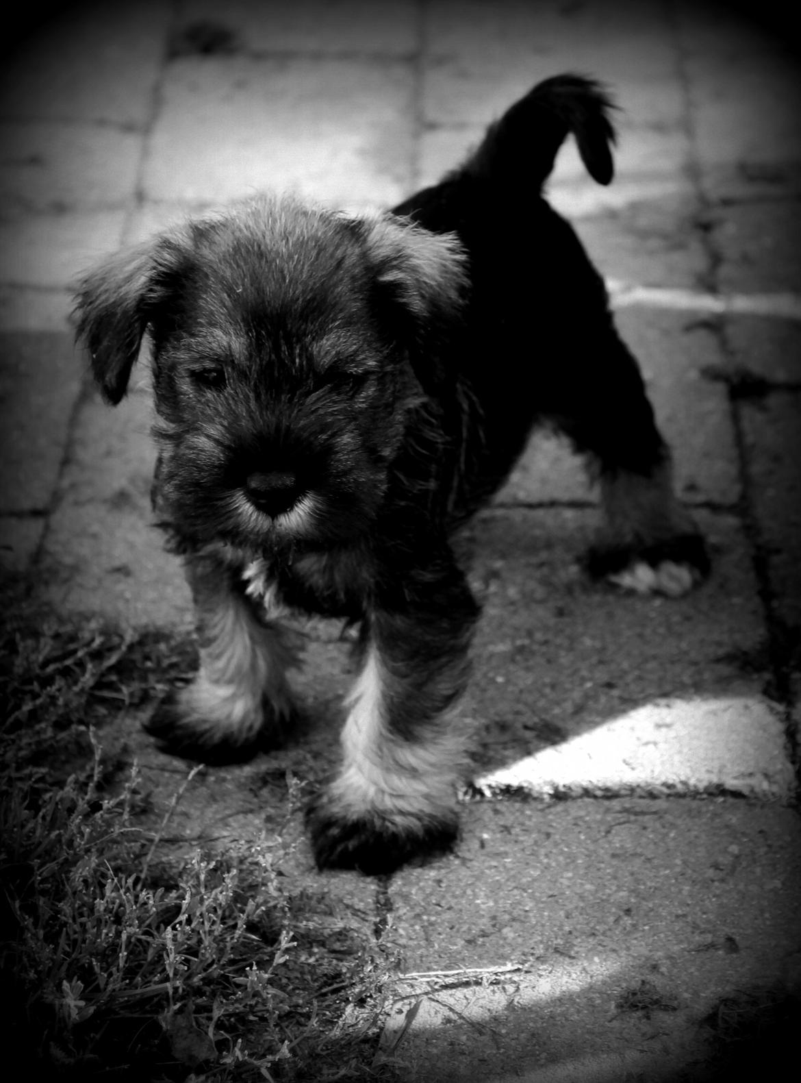 Dvaergschnauzer Anton - Anton 40 dage gammel... <3 billede 1