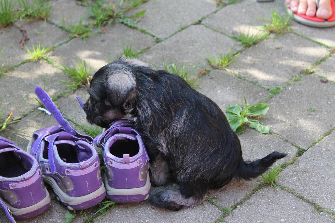 Dvaergschnauzer Anton - Anton 40 dage gammel undersøger lige hvad det er for noget underligt noget pigerne tog af deres fødder... <3 billede 24
