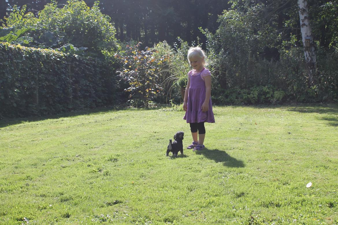 Dvaergschnauzer Anton - Anton 40 dage gammel og Truntepigen hygger i haven... <3 billede 25