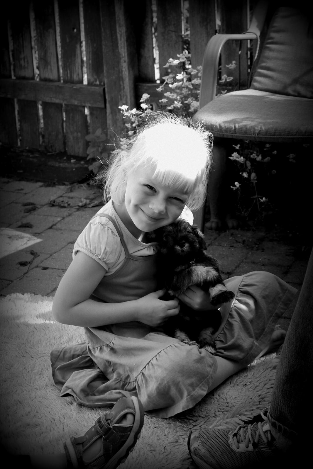 Dvaergschnauzer Anton - Anton 40 dage gammel og Truntepigen... <3 billede 26