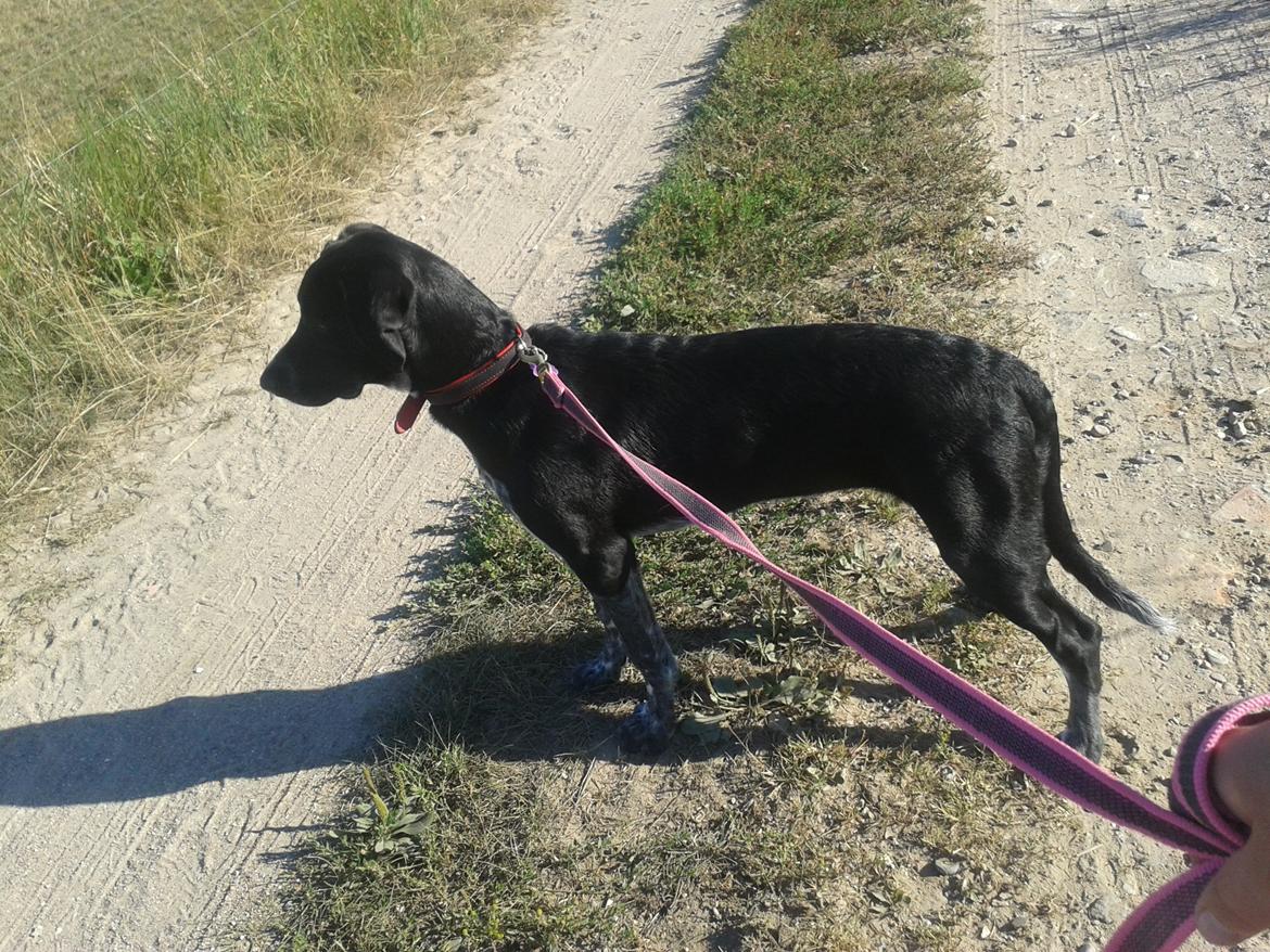 Blanding af racer Zita - Ca. 4 måneder gammel :) billede 36