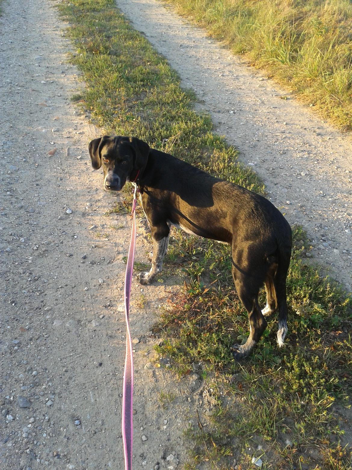 Blanding af racer Zita - 5 måneder, 17-18 kg og ca. 55 cm :)
Stor vovse :D billede 37