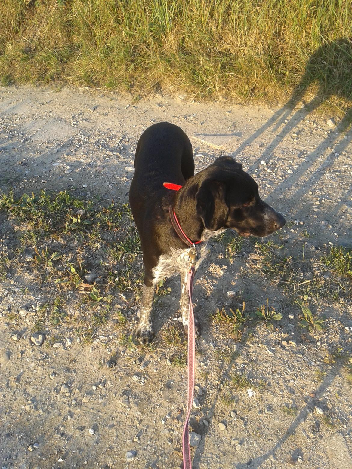 Blanding af racer Zita - Vågen og opmærksom hund på tur :) billede 38