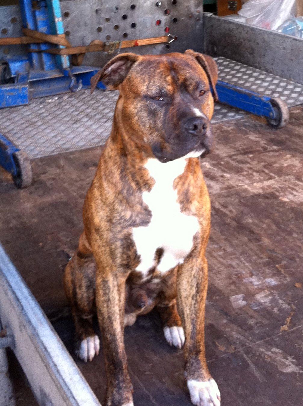 Blanding af racer Isam billede 1