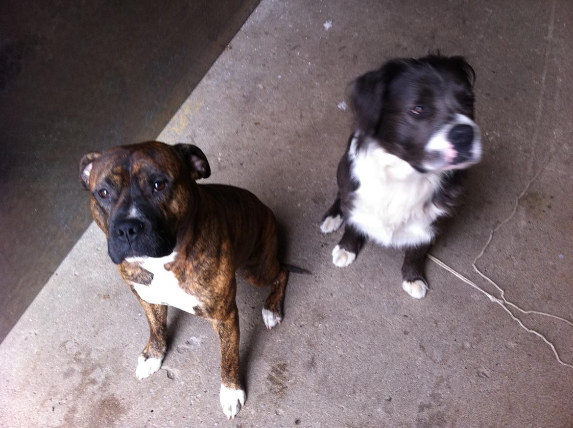 Blanding af racer Isam billede 15