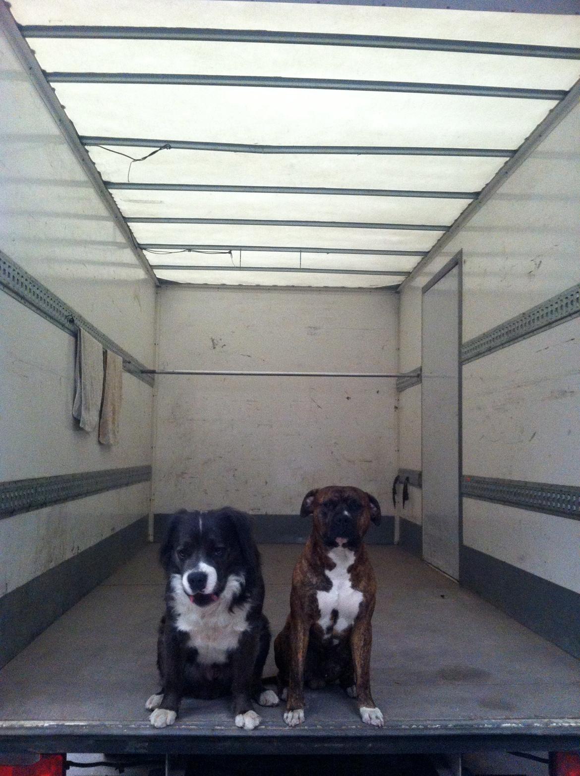 Blanding af racer Isam billede 16