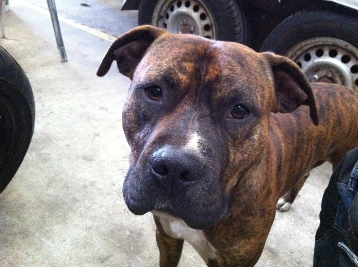 Blanding af racer Isam billede 17