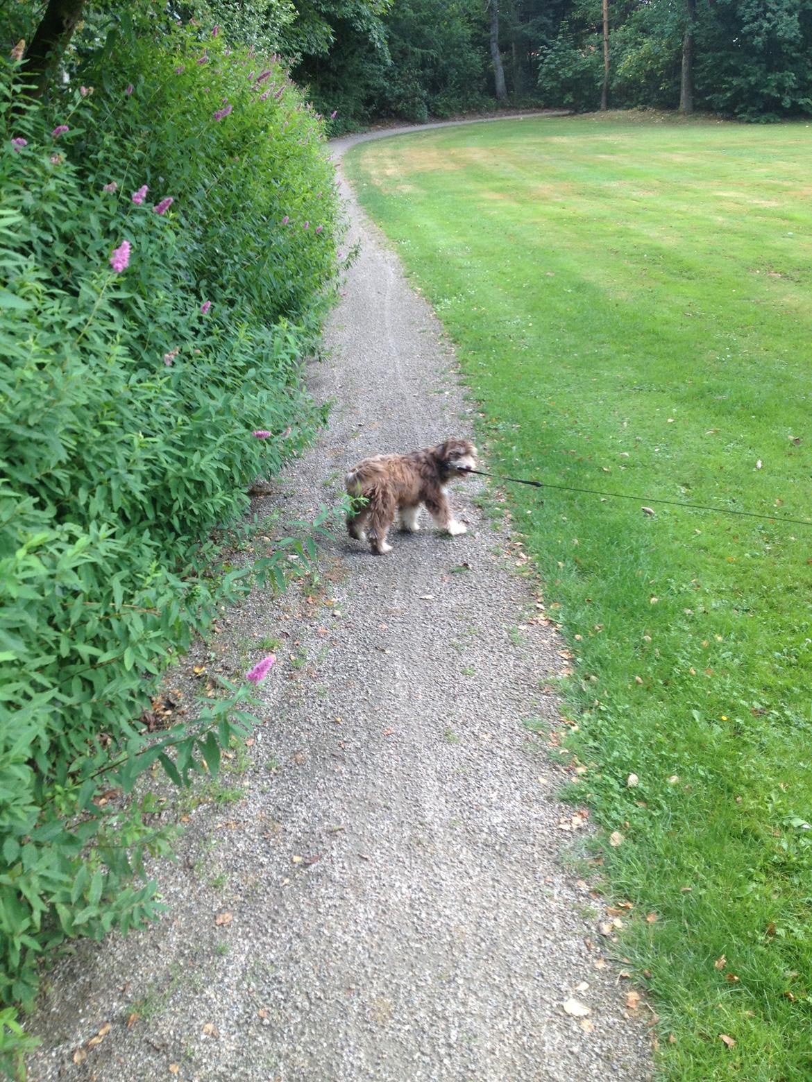 Løwchen Jack - Kom nu meeeeeeed! Mor du går for langsomt. billede 3