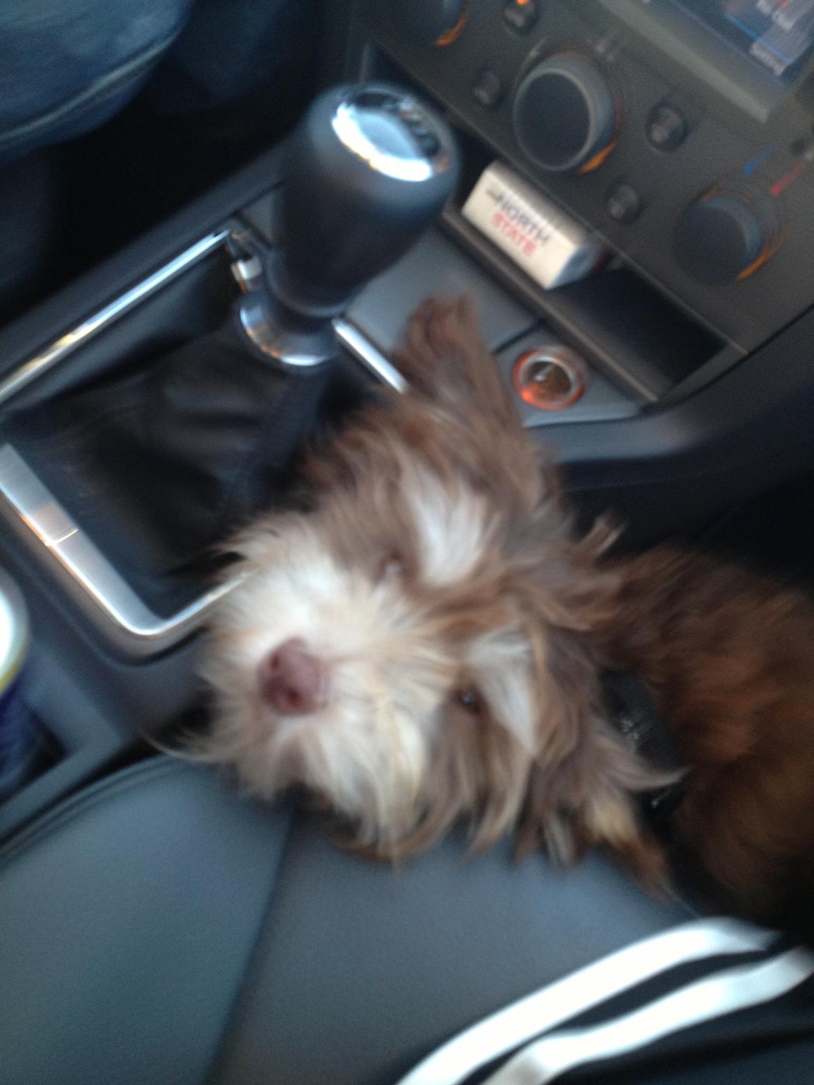 Løwchen Jack billede 4