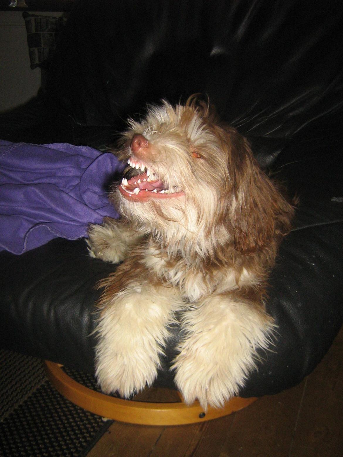 Løwchen Jack - Gaaaaaaab! billede 5